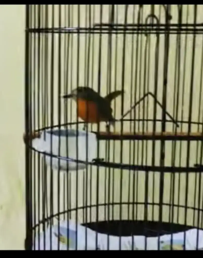 Tledekan / sulgun betina