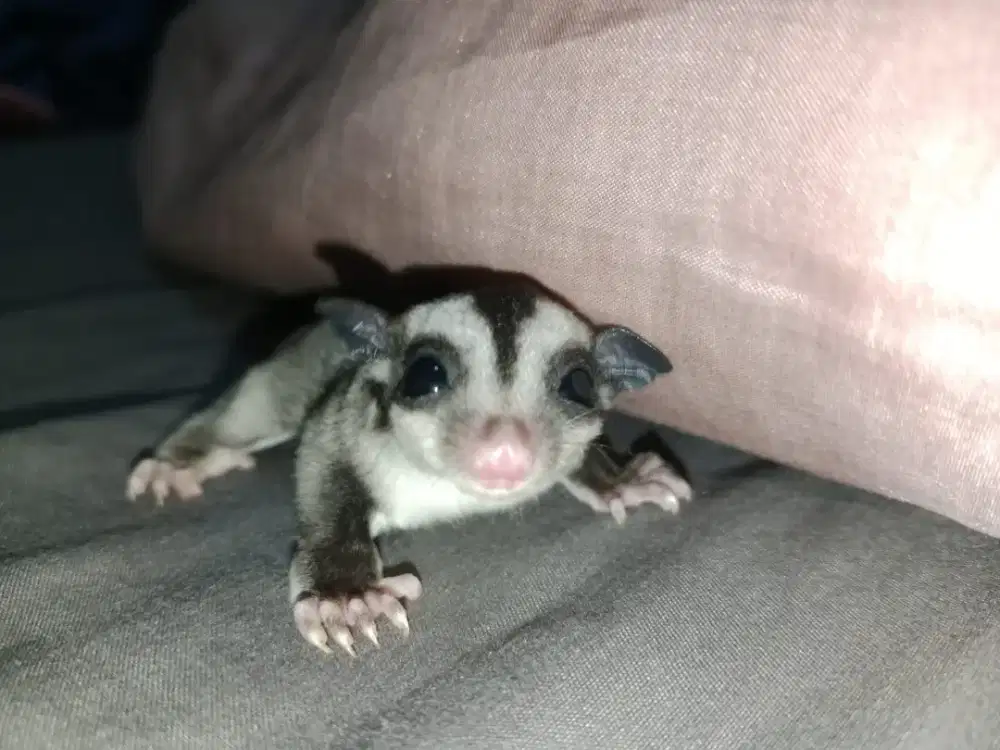 Dijual Cepat Sugar glider Classic Grey