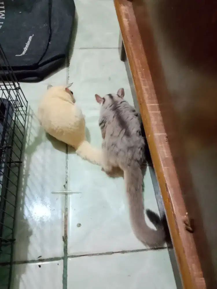 Jual. Sugar Glider Sepasang