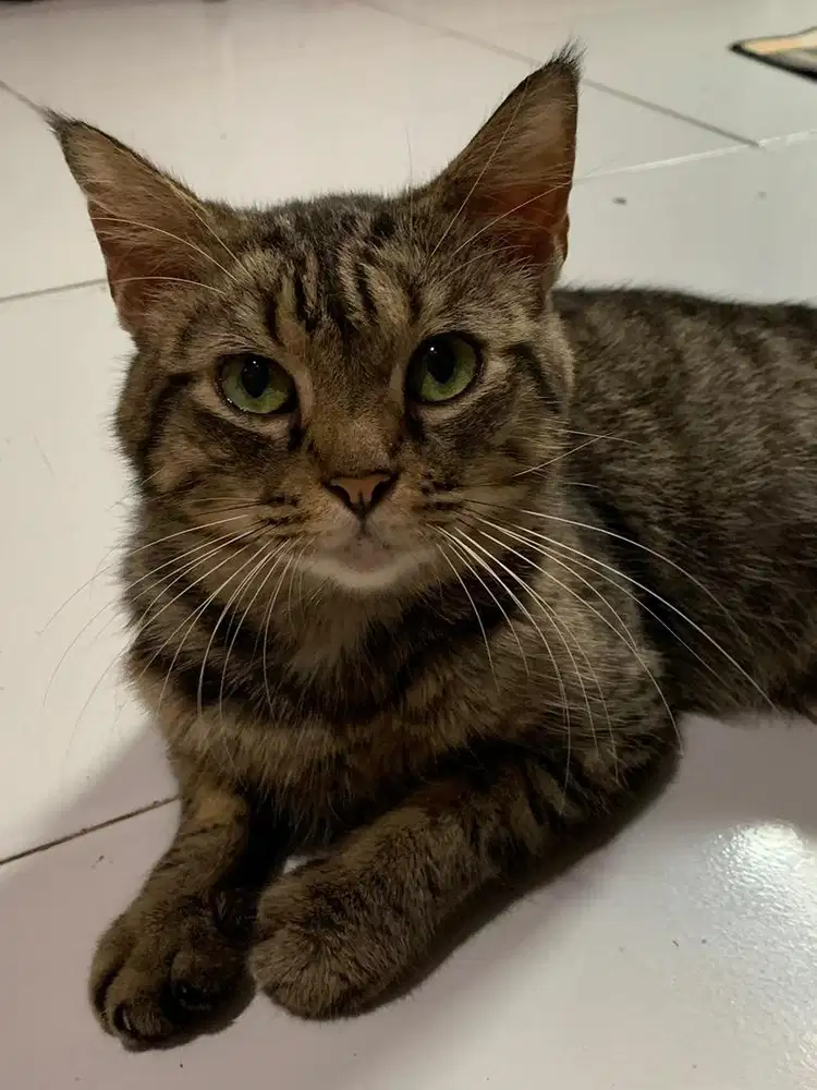 Cat Sitter Jakarta Timur