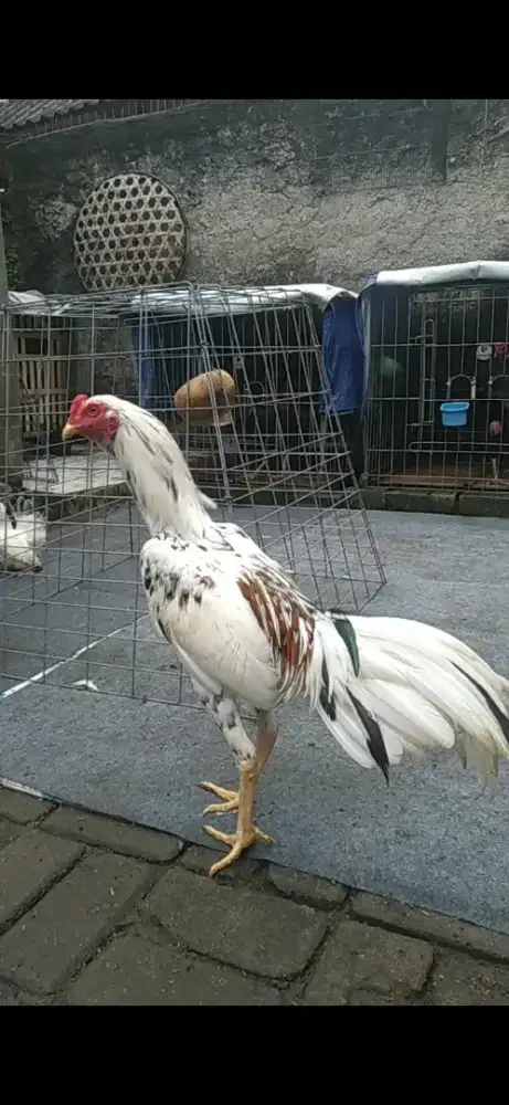 Ayam bangkok brumbun