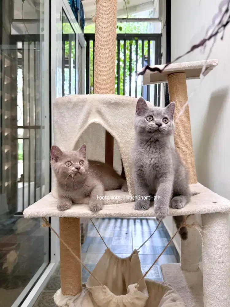 Kitten BSH Kucing British Short Hair