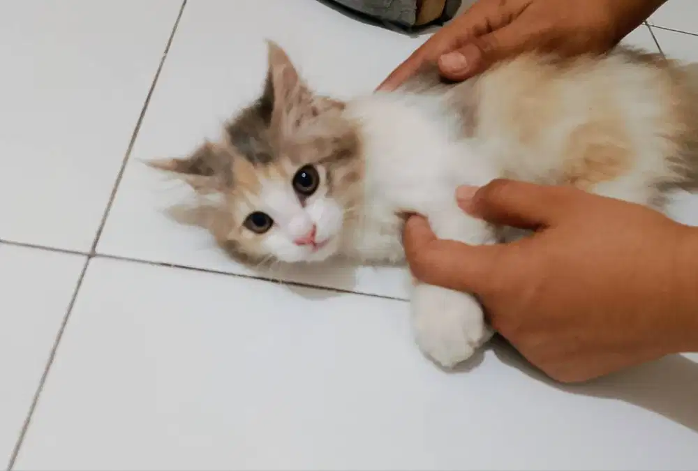 Di jual kucing dan kandang nya