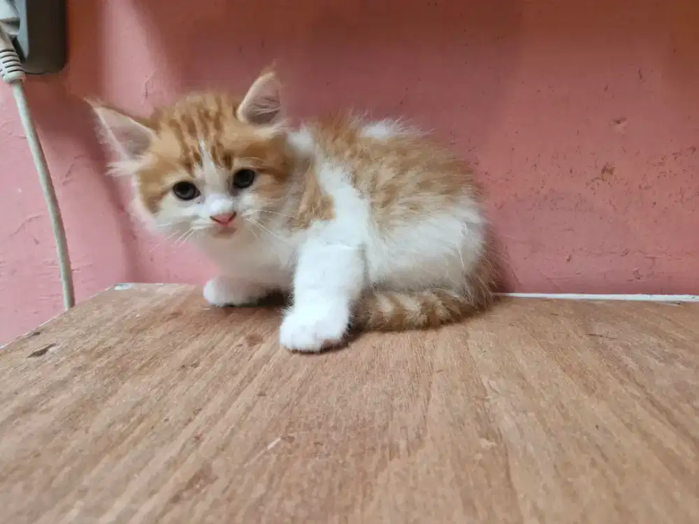 Kucing persia medium medium hair