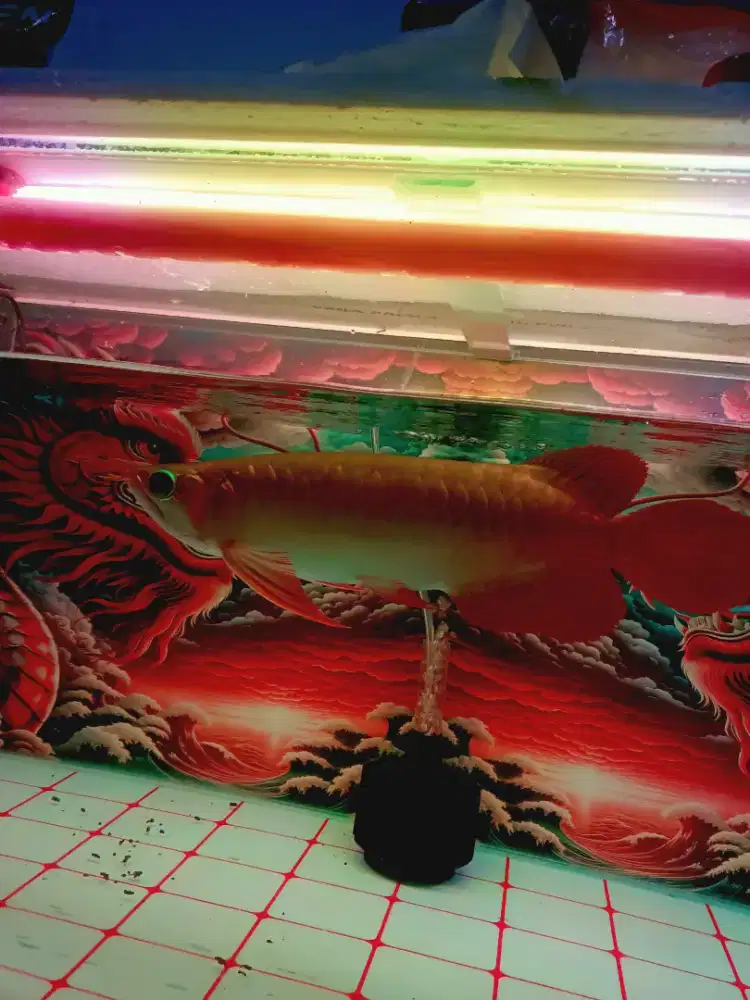 Ikan Arwana Super Red