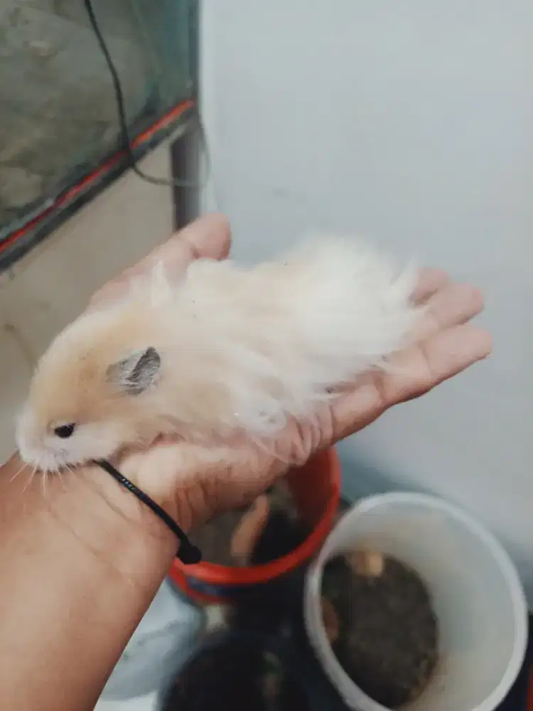 hamster syrian indukan dan anakan