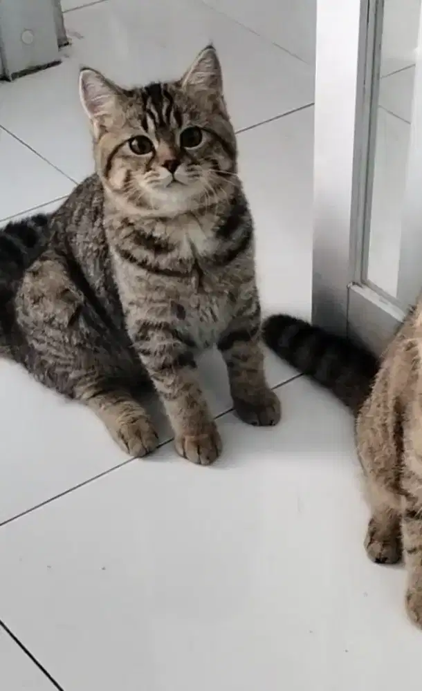 British Shorthair mix Scottish