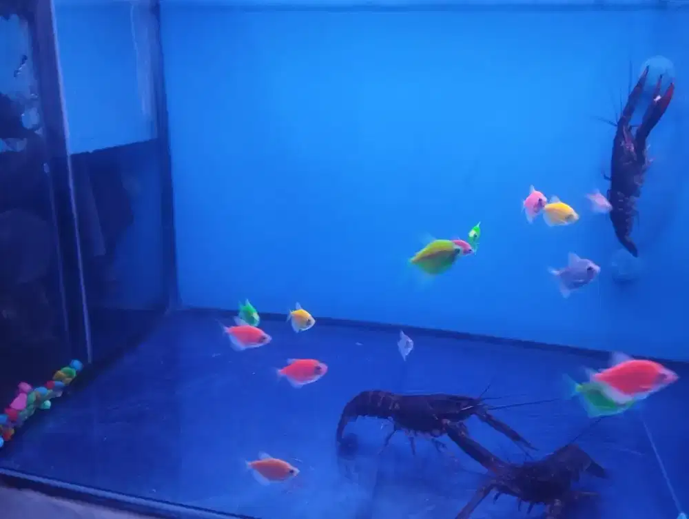 Lobster Dan Glowfish
