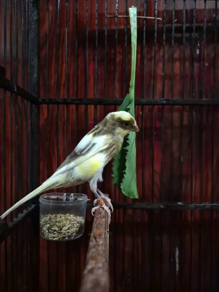 Kenari AF Darah Lizard