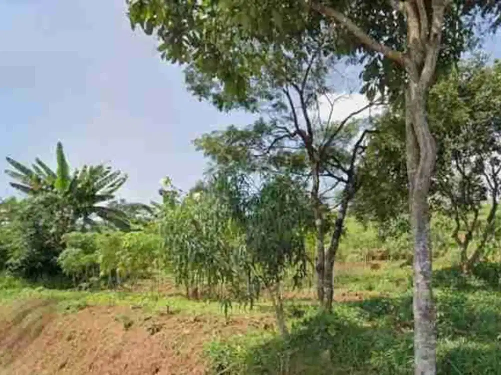 Tanah murah 2 Ha jual LELANG 550 Juta