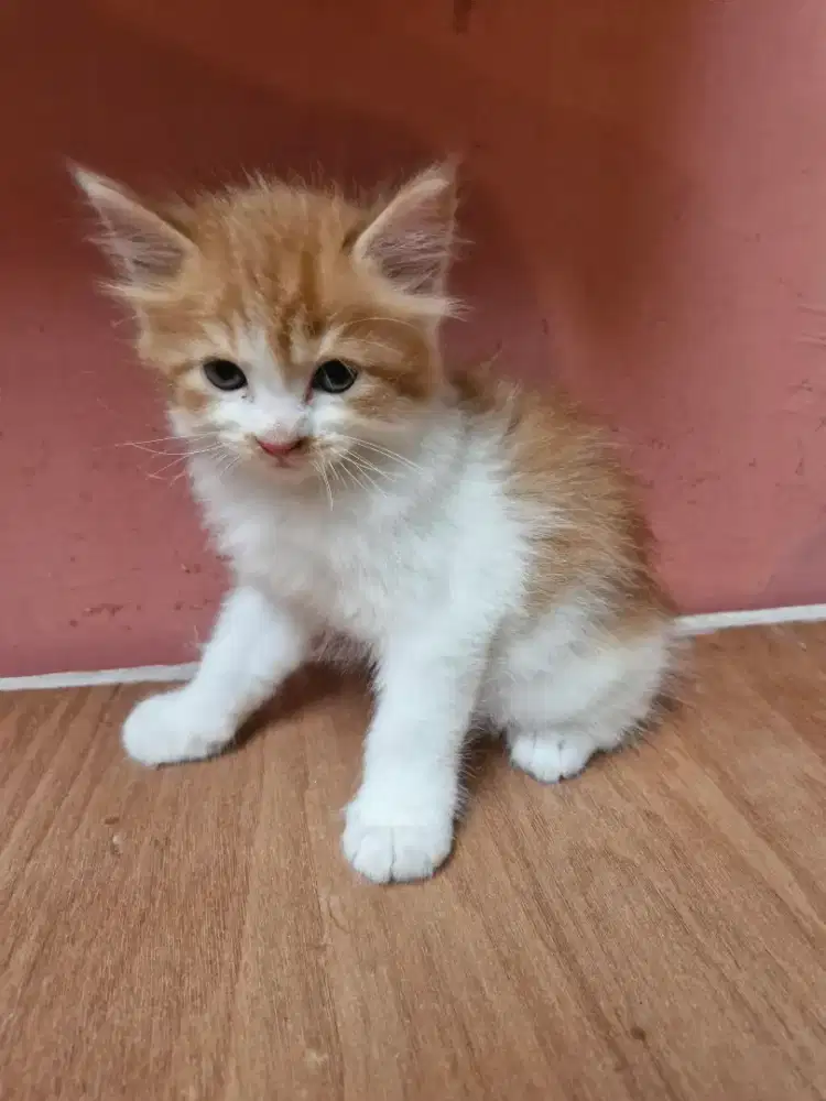 Lepas Adop Kucing Persia