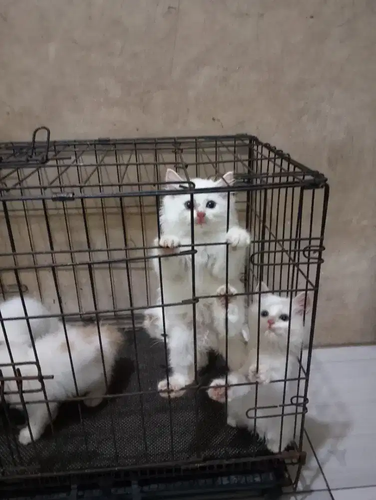 Anak Kucing Persia kitten