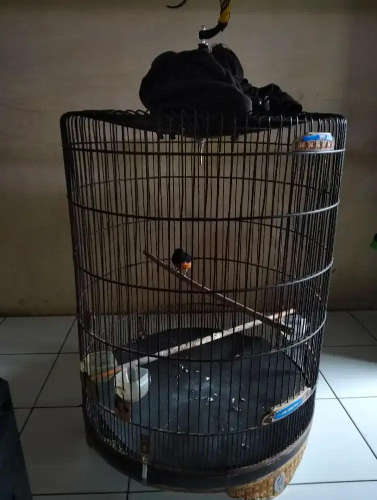 Kandang murai Ebod no 1