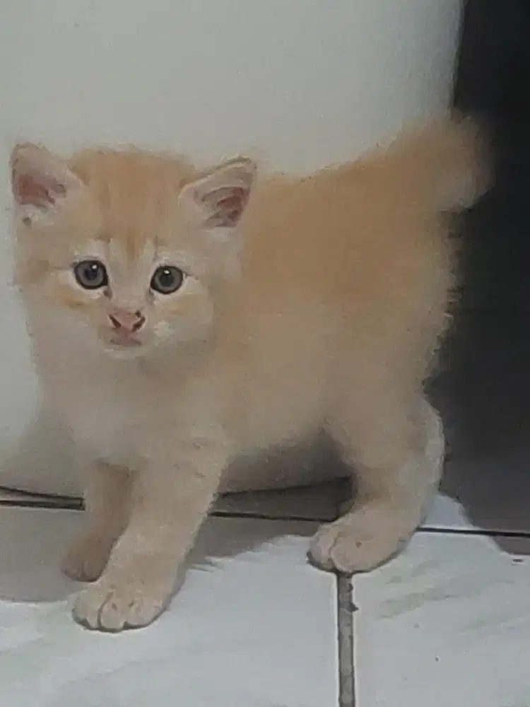 Anakan Kucing persia