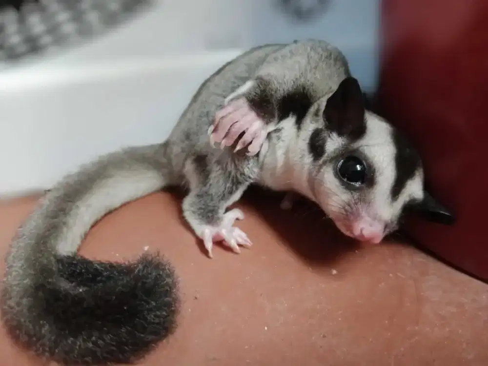 Dijual Sugar Glider Classic Grey Joey