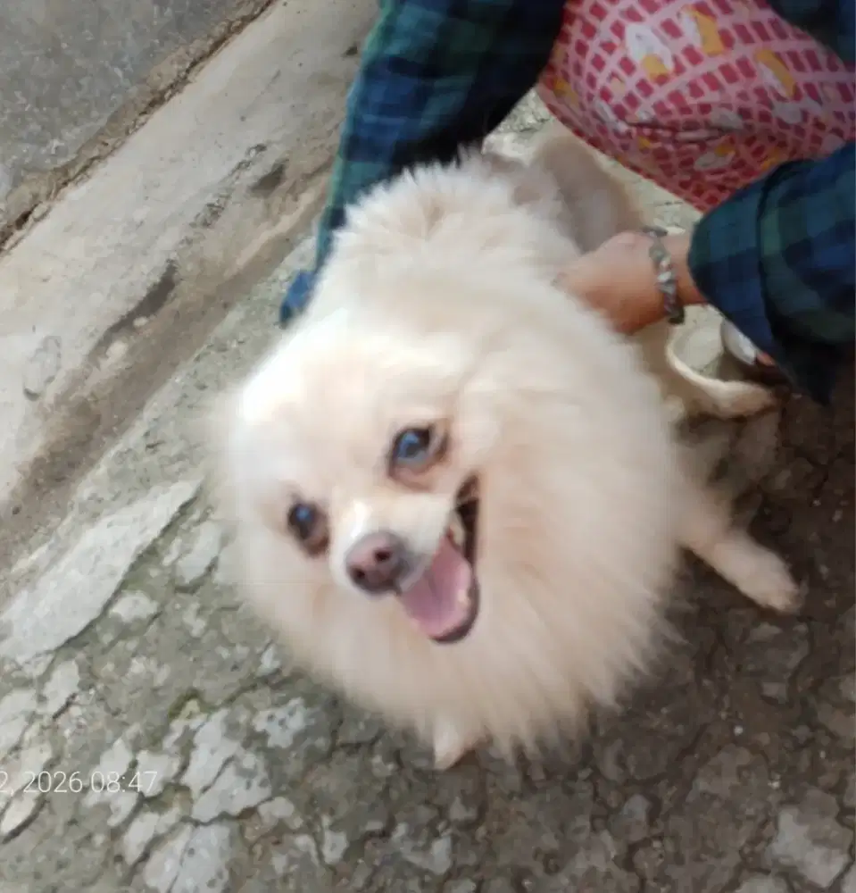 Anjing Ras Pompom Pomenarian