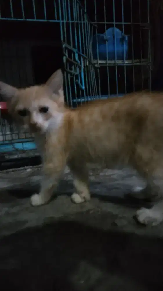 Kitten Persia Jantan