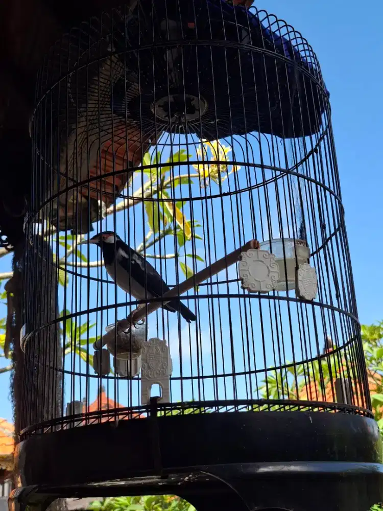 Di jual burung jalak suren