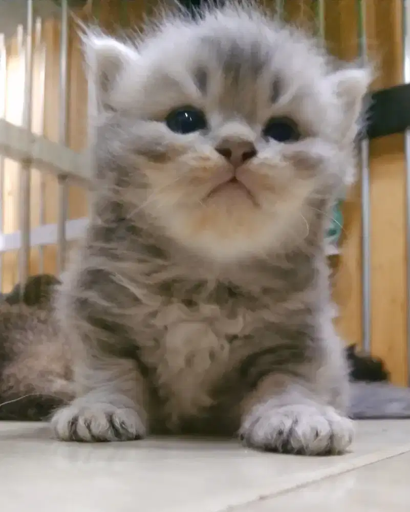 Kitten British Golden jantan