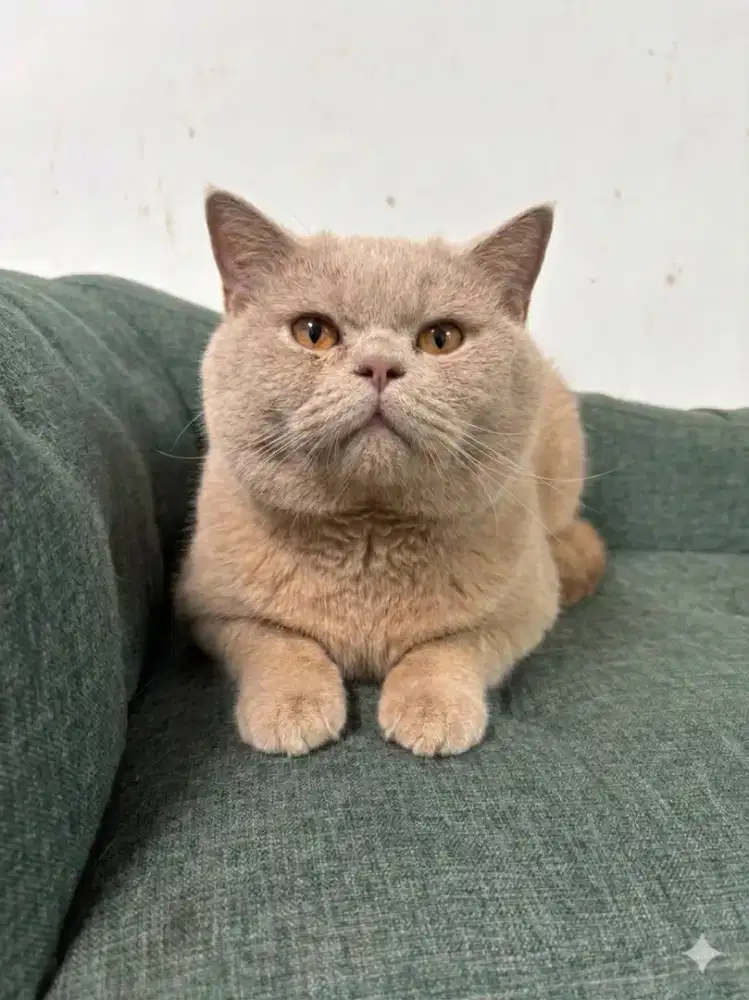British shorthair pedigree