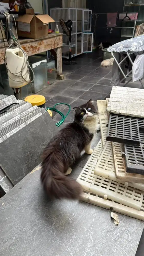 Scottish fold longhair x persia