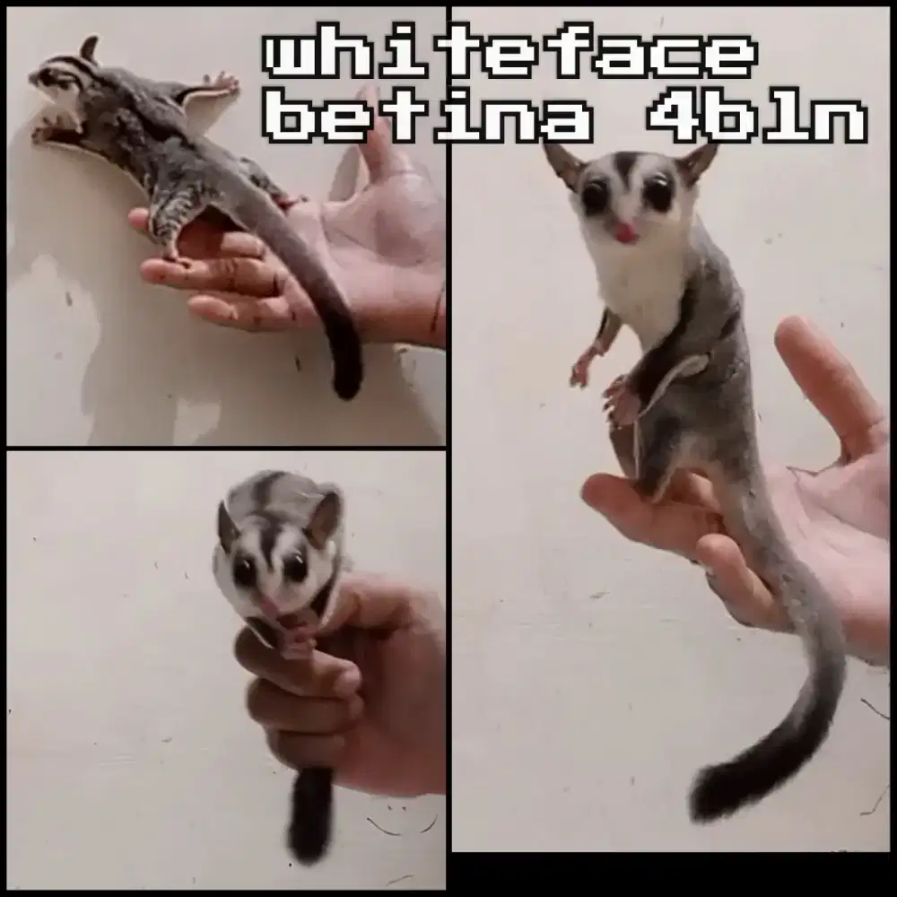 sugar glider white face betina
