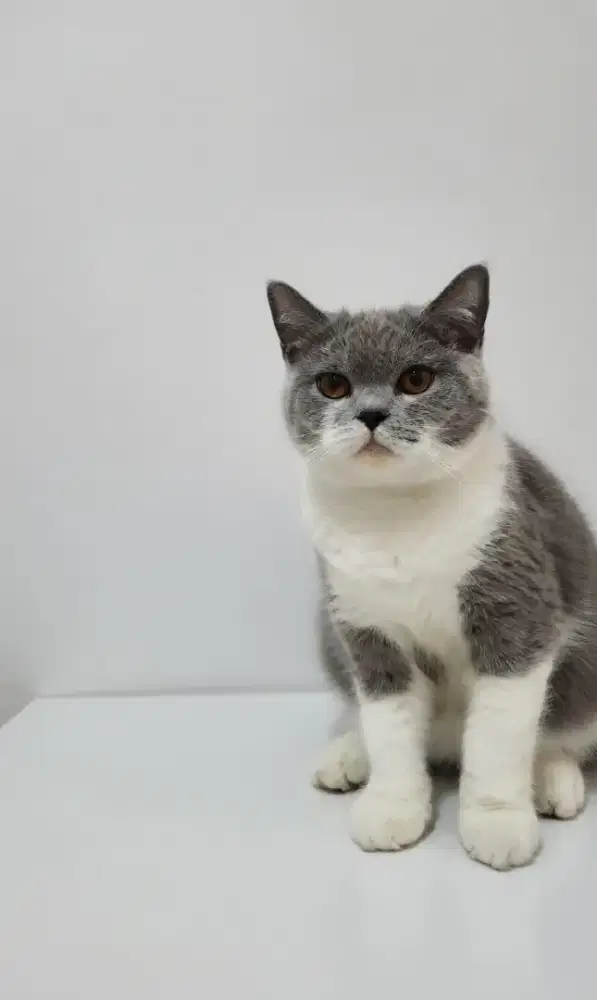 BSH Bicolor Blue Betina Line Ped Ica