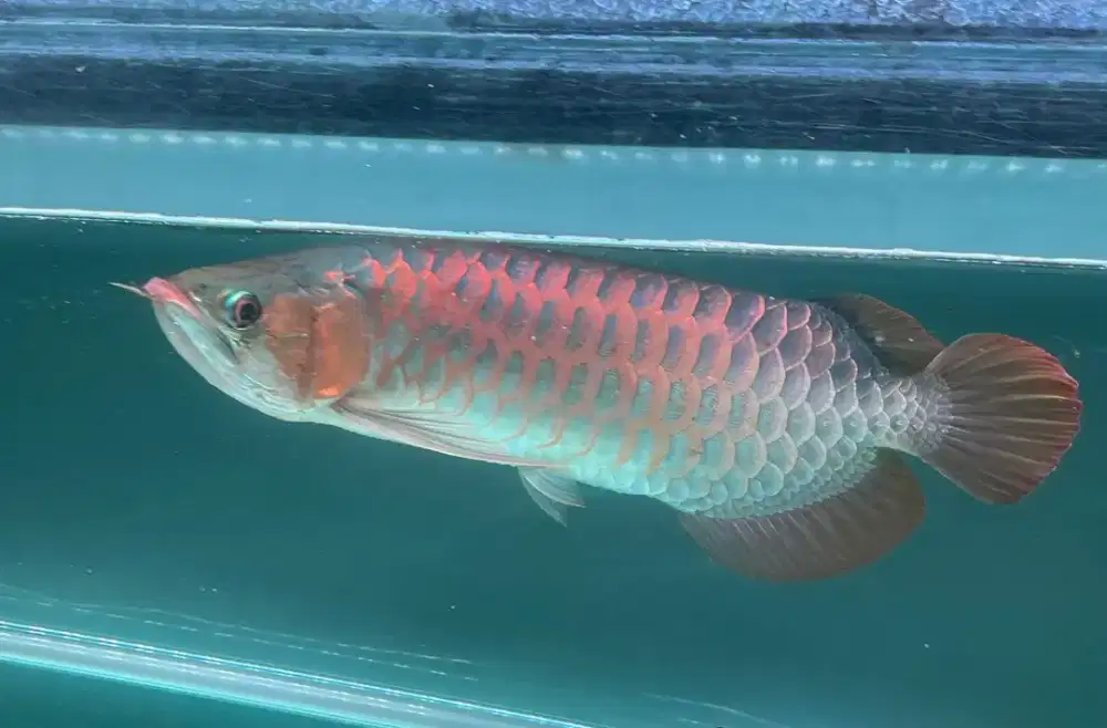 Arwana super red 50cm berikut Aquarium mewah