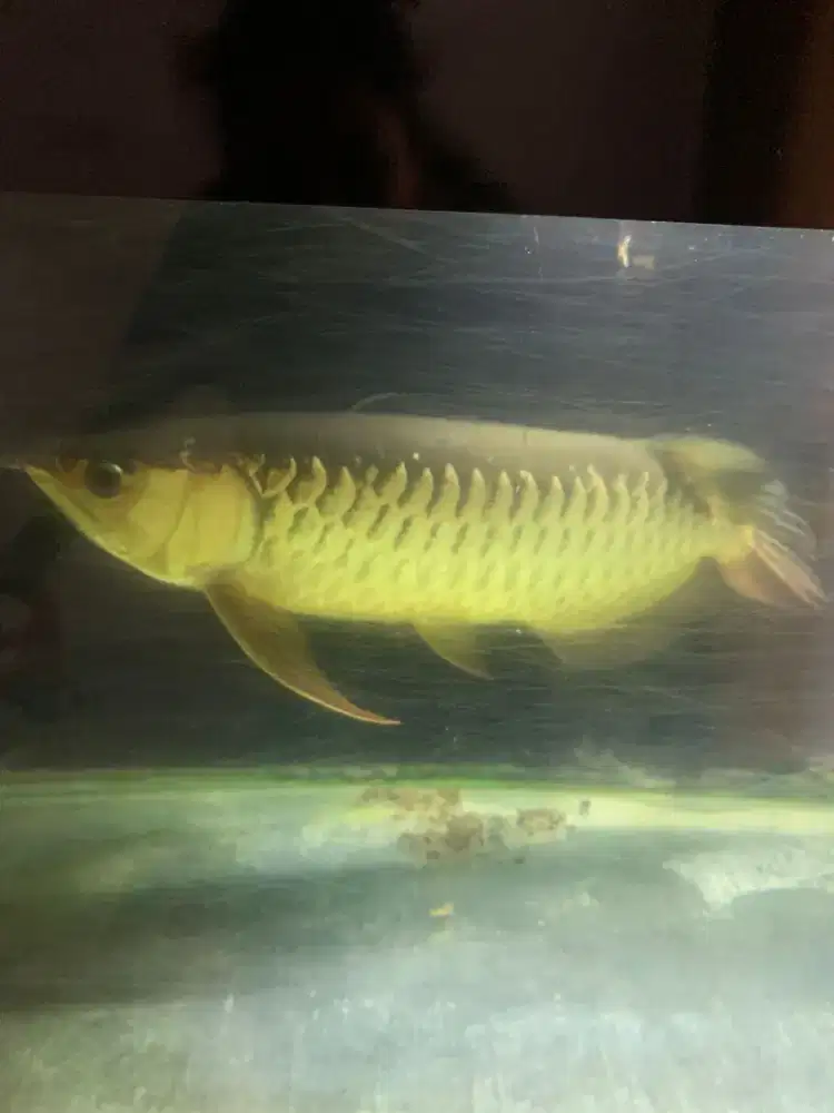 Ikan Arwana Golden Red