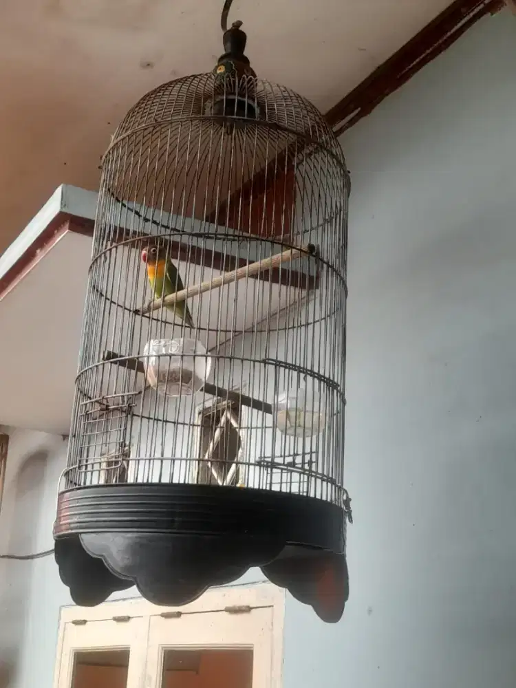 Di jual cepat love bird pasjo plus kandang