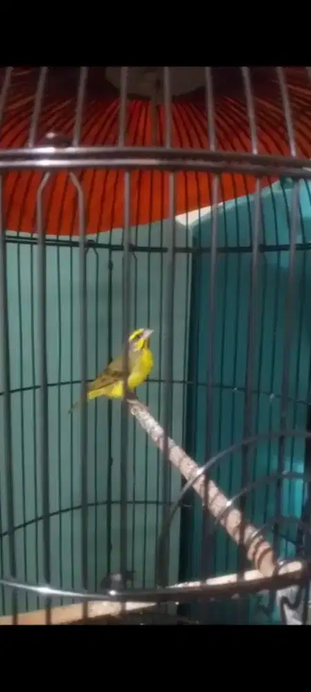 BURUNG MOZAMBIK GACOR