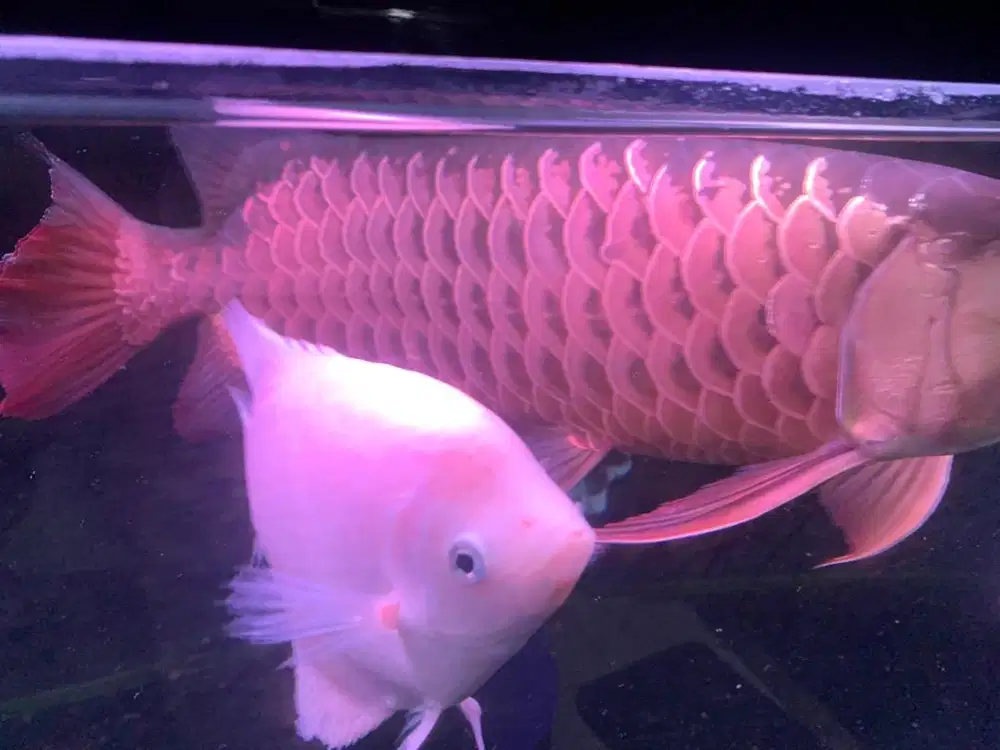 GR HB -45cm ikan sehat