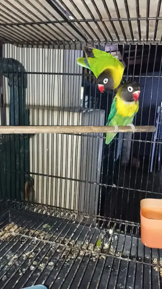BURUNG LOVEBIRD