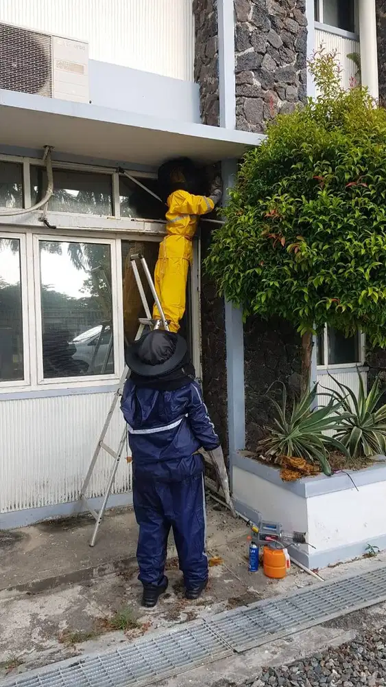 Pengusir Tawon dan Lebah Balikpapan