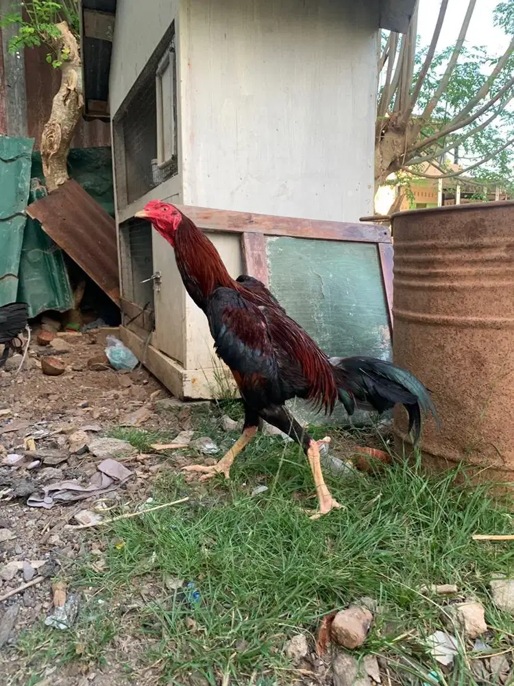 Ayam bangkok muda