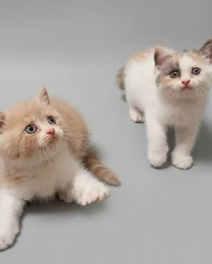 Sepasang BSH Bico Fawn dan BSH Calico Dilute Line Cinnamon Ped Vietnam