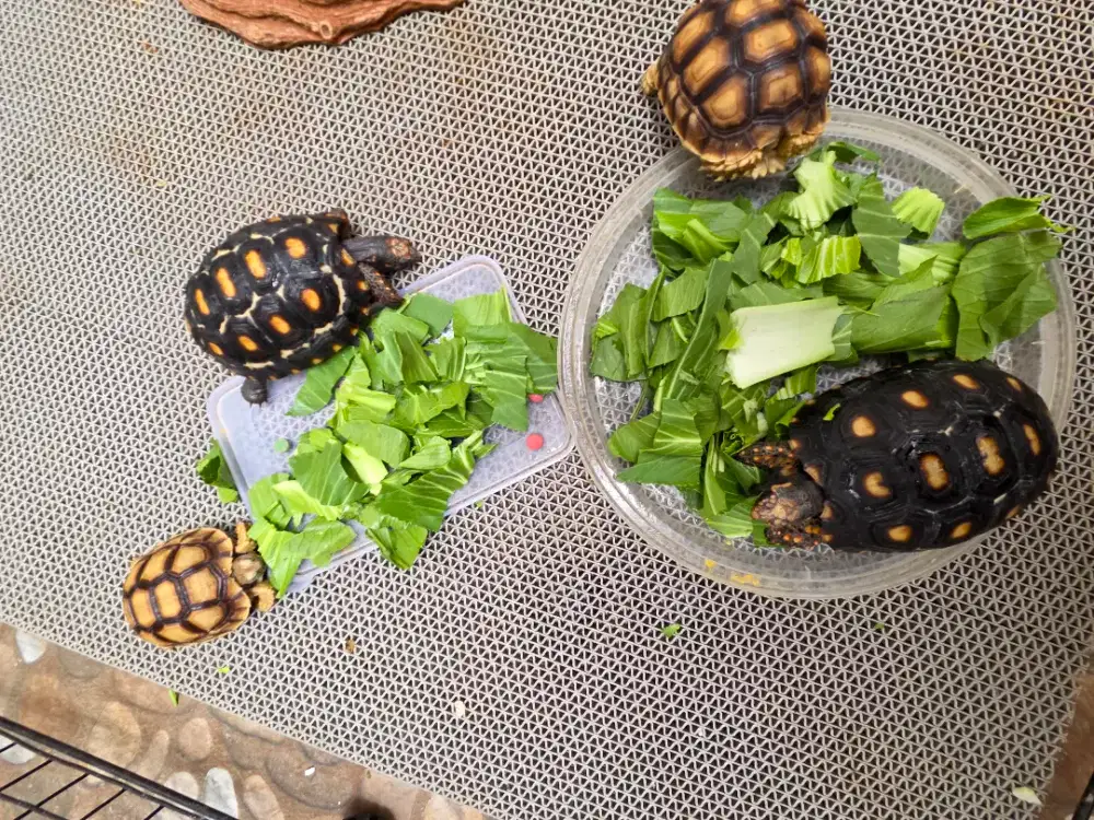 Di Jual Kura Kura Darat (Tortoise) Sulcata dan Cherry Head