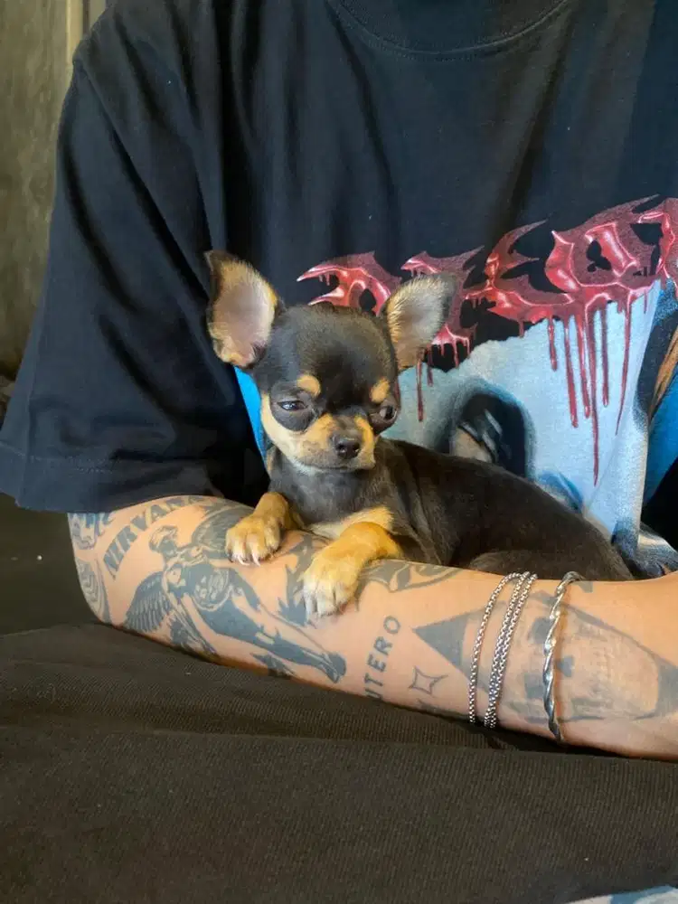 Cihuahua betina 3bulan