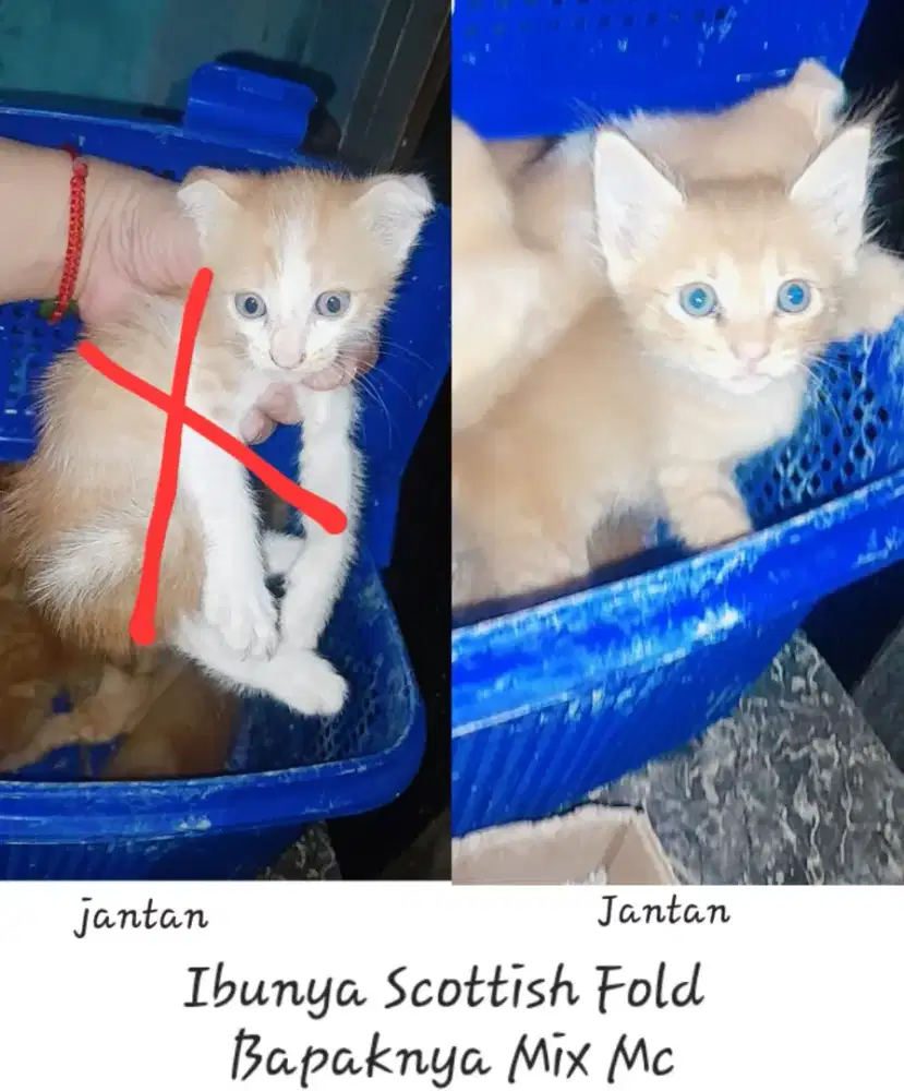 Kucing ras , kitten ras ,