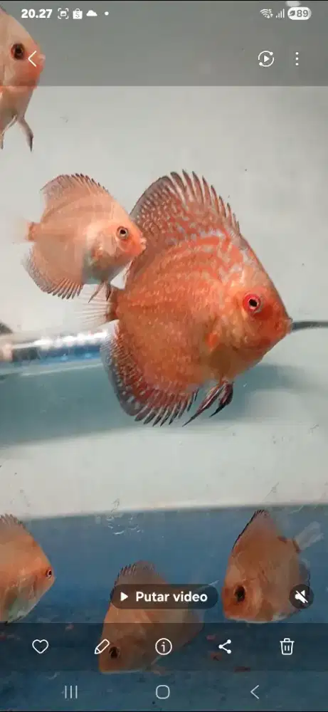 Ikan discus pigeon