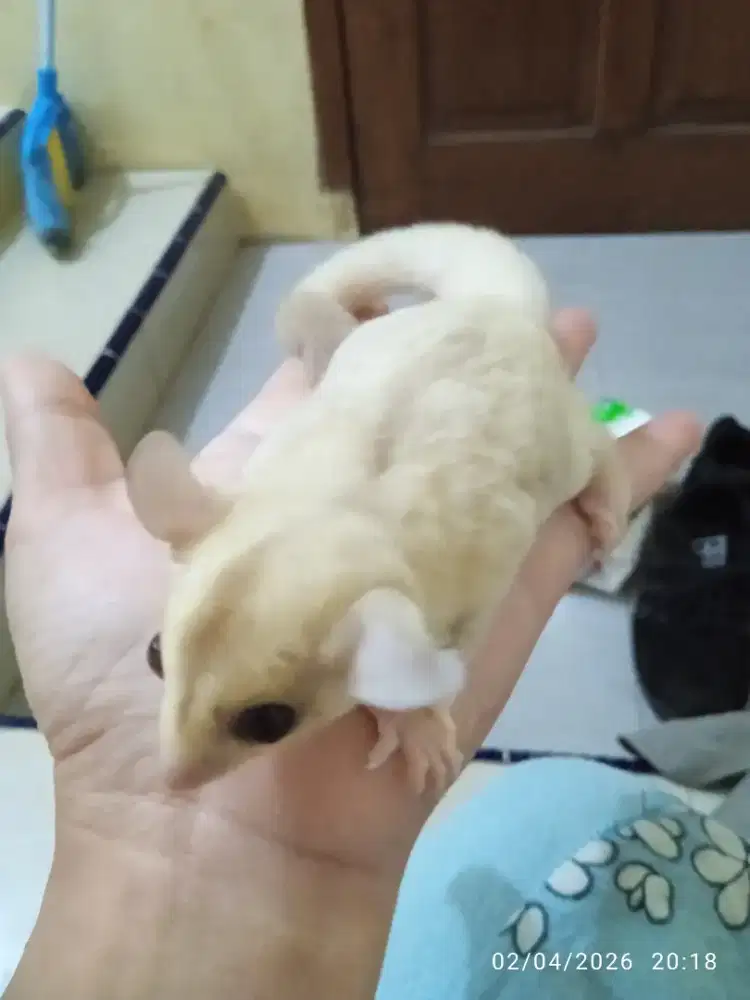 Ready Joey sugar glaider