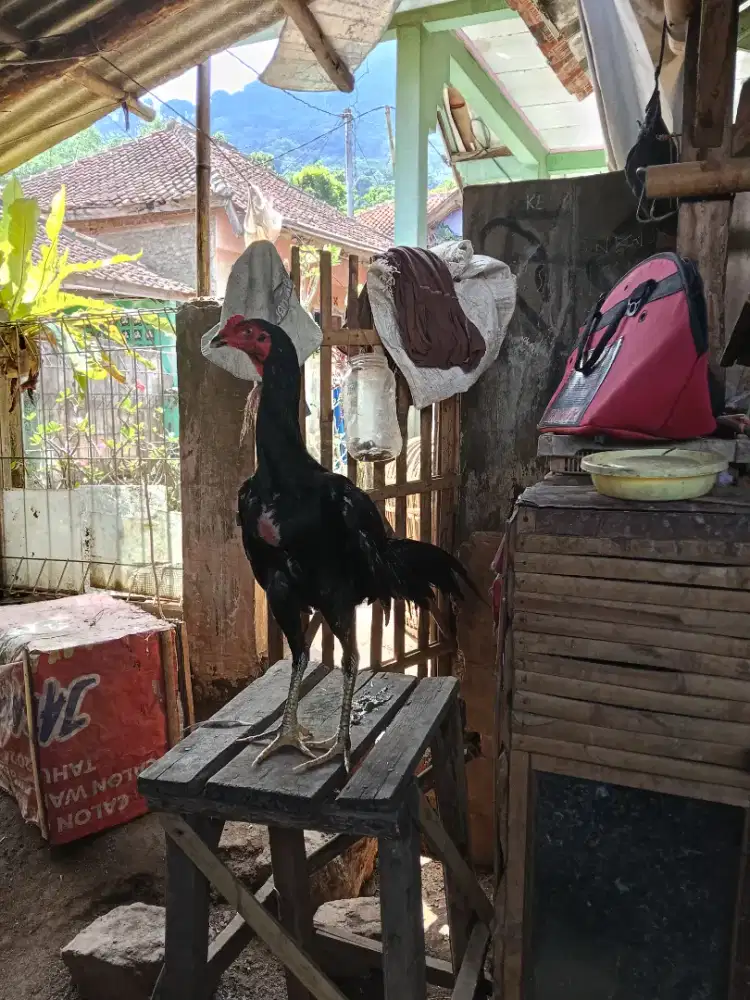 Ayam batu lapak sayap doubel
