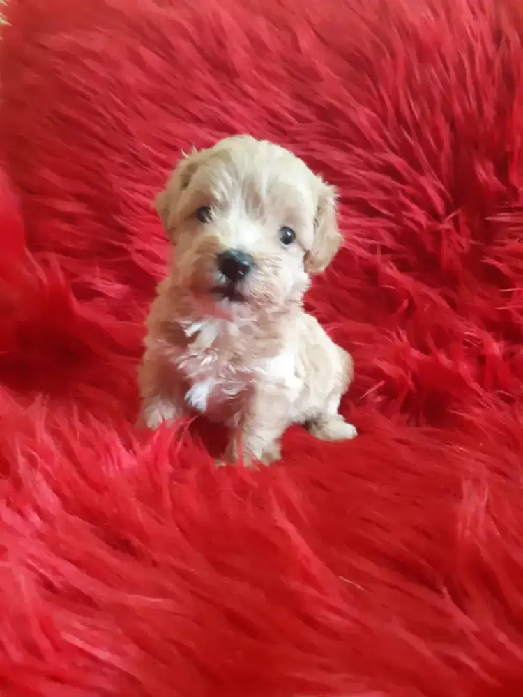 Jual Anakan Maltipo Semarang