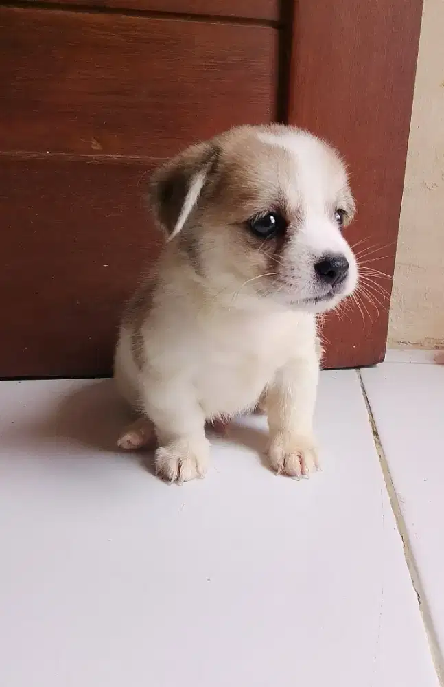 Puppy jantan Chihuahua mix