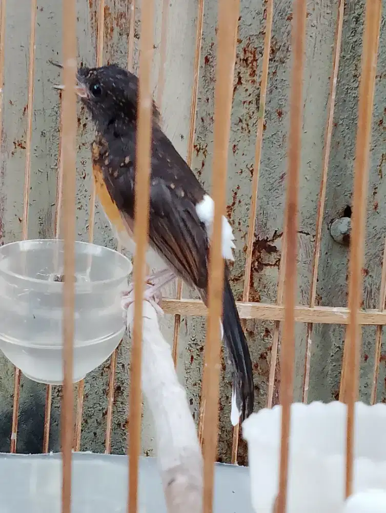 Trotol Murai Batu Betino Medan x Medan Umur 3 Bulan Poer Total