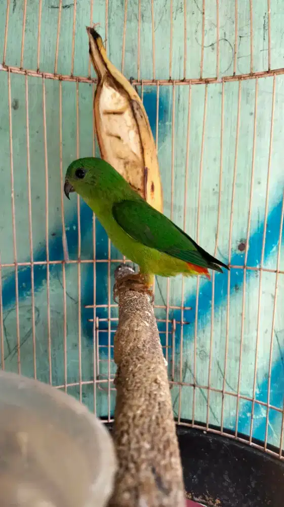 Burung Lovebird Trotol Jantan Mulus Rajin Bunyi