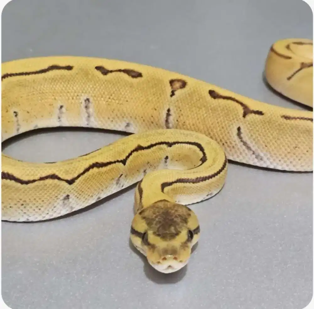 ballpython enchi pinstripe specter dg female