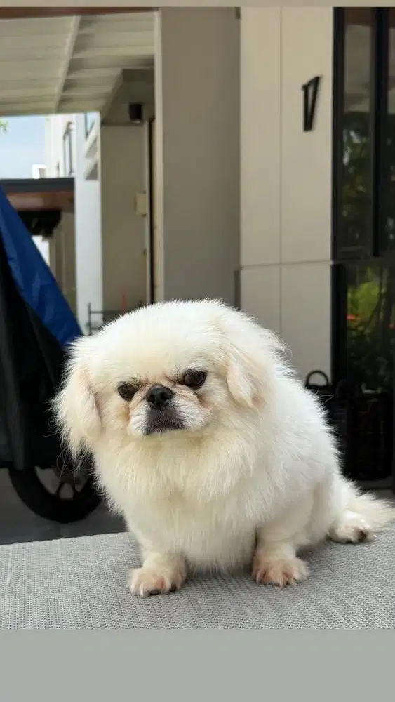Calon Pejantan Pekingese Putih