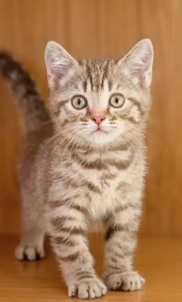 Munchkin NS Cinnamon tabby