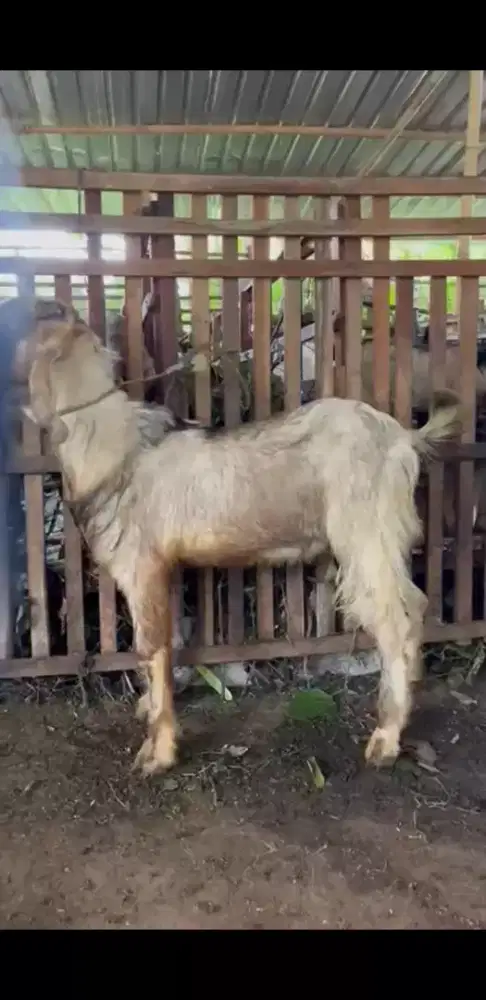 Jual Kambing untuk Qurban